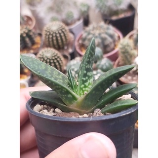 Gasteria sp. แคคตัส กระถาง 2.5 นิ้ว