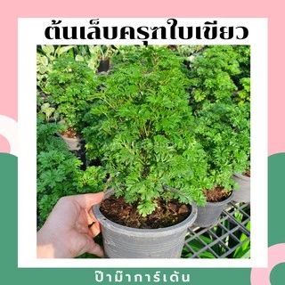 ต้นเล็บครุฑใบเขียว เล็บครุฑใบด่าง กระถาง 5-6 นิ้ว ไม้มงคล พุ่มใหญ่