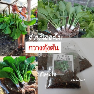 เมล็ดพันธุ์กวางตุ้งต้น 700-800เมล็ด (มีบรืการเก็บเงินปลายทาง)