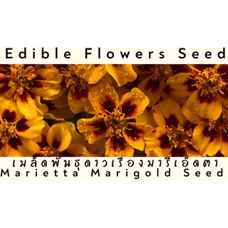 💥ลดปังๆ ใส่โค้ด MON932PS ลดเหลือ 0.-💥เมล็ดพันธุ์ดอกดาวเรืองมารีเอ็ดต้า Marietta edible flowers seed