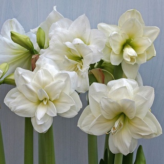 1 หัวว่าน ว่านสี่ทิศฮอลแลนด์ Amaryllis Hippeastrum Alfresco 18-24 ซม สินค้านำเข้า แช่เย็นแล้ว