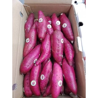 พร้อมส่ง‼️1KG มันหวานญี่ปุ่นสด เบนิฮารุกะปลูกเวียดนาม sweet potato