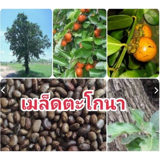 เมล็ดตะโก ตะโกนา 20 เมล็ด 50 บาท ไม้มงคล ปลูกง่าย เลี้ยงง่าย โตไว 🎁🎄