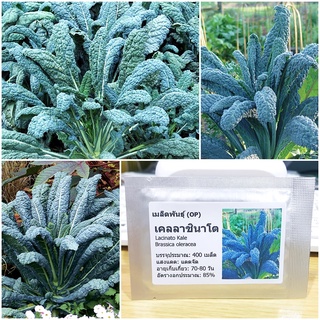 เมล็ดพันธุ์ เคลลาชินาโต (Lacinato Kale Seed) บรรจุ 400 เมล็ด คุณภาพดี ราคาถูก ของแท้ 100%