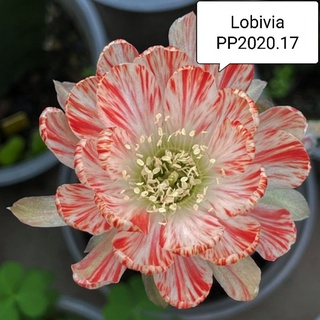 Lobivia PP2020.17 โลบิเวีย แท้ ด่าง สวยๆ หน่อเด็ดสด cactus