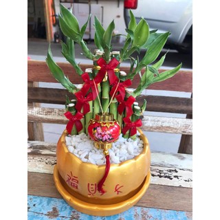 Mini Plant ไผ่กวนอิม เสริมดวง