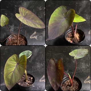 ต้นบอนดำ Black magic อยู่ในสกุลเดียวกับเผือกในสกุล Colocasia