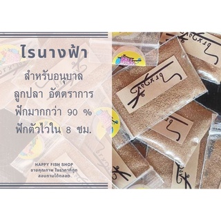 ส่งทุกวัน(ไข่ส.ค.)ไข่ไรนางฟ้าเต็มซอง 1.5 ก. สำหรับอนุบาลลูกปลา อัตตราการฟักมากกว่า 90 % ฟักตัวไวใน 8 ชม. ไรน้ำนางฟ้า