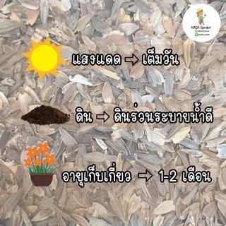 เมล็ดพันธุ์ บานชื่นดอกซ้อนคละสี จำนวน 300 เมล็ด เมล็ดพันธุ์OPแท้ อัตราการงอกสูง