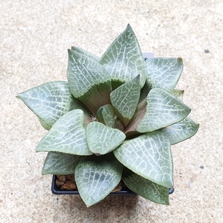 พร้อมส่ง!!ฮาโวเทีย Haworthia comptoniana hybrid Hagiwara จัดส่งแบบล้างราก