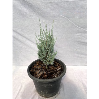 สนบลู Chamaecyparis lawsoniana ( Murry ) Parl cv. Blue Ice 11"