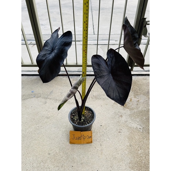 colocasia black coral🌚🌚blackcoral ใบดำก้านดำรากเดินดีทุกต้น