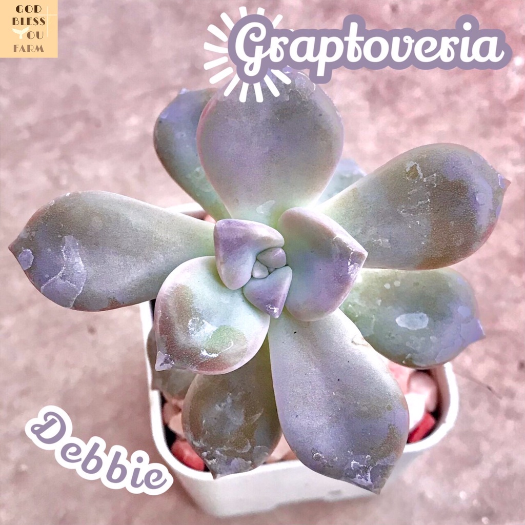 [กุหลาบหินเดบบี้] Graptoveria Debbie ส่งพร้อมกระถาง แคคตัส Cactus Succulent Haworthia Euphorbia ไม้หายาก พืชอวบน้ำ