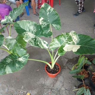 บอนกระดาดด่าง(Alocasia macrorrhizos)