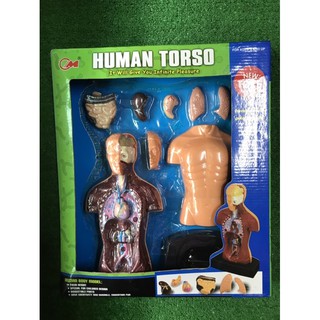 ชุดวิทยาศาสตร์ใ แบบจำลองหุ่นร่างกาย Human Body Model มือสองสภาพดี อุปกรณ์ครบ ไม่มีแตกหัก ไม่ทีตำหนิ