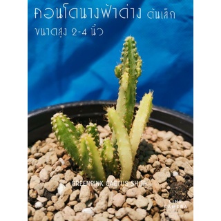 คอนโดนางฟ้าด่าง​ 1​ ต้น​ ต้นเล็ก​ 2-4นิ้ว Cactus​ แคคตัส กระบองเพชร​ ไม้อวบน้ำ คอนโดนางฟ้า​ ประสาทนางฟ้า​ ไม้ลำ