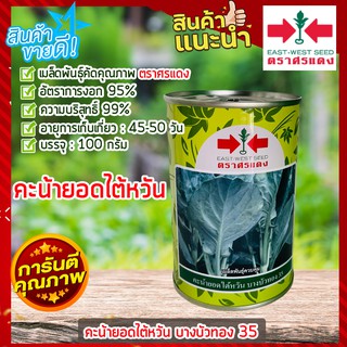 คะน้ายอดศรแดง 100 กรัม 🌶  เมล็ดพันธุ์ คะน้ายอดไต้หวัน เมล็ดพันธุ์ผักสวนครัว เมล็ดคะน้า อัตราการงอกสูง