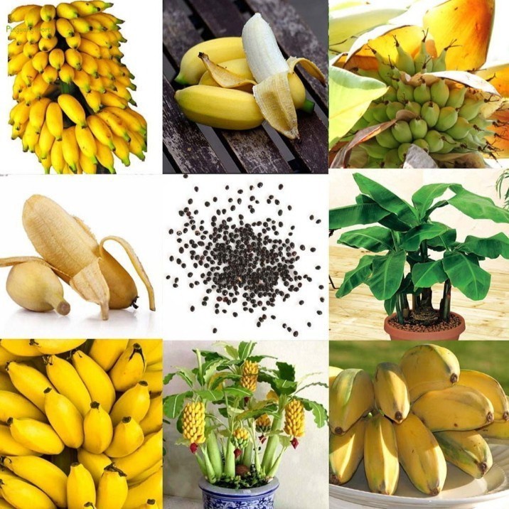 พร้อมส่ง！！ 50 เมล็ด เมล็ดพันธุ์ต้นกล้วยแคระ ต้นกล้วย กล้วยหอมกล้วยจิ๋ว ต้นไม้ประดับ ต้นไม้มงคล