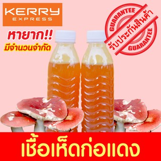 🍄เชื้อเห็ดก่อแดง 1 ขวด🍄 ชนิดน้ำฮอร์โมน สูตรเข้มข้น เพาะง่าย หายาก