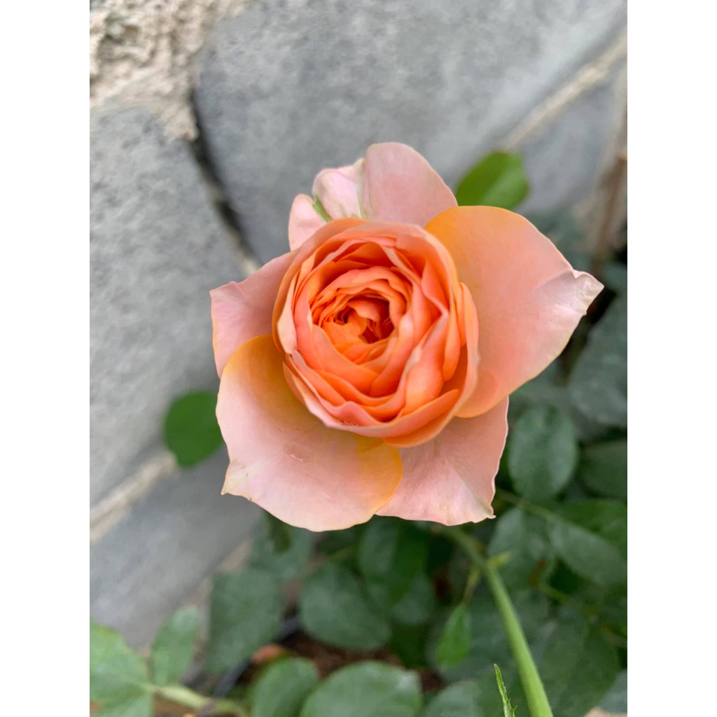 กาบมะพร้าวสับเล็ก 1 ถุง 500กรัม - รูปที่ 4