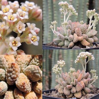 Crassula ausensis subsp. titanopsis 30เมล็ด .-189