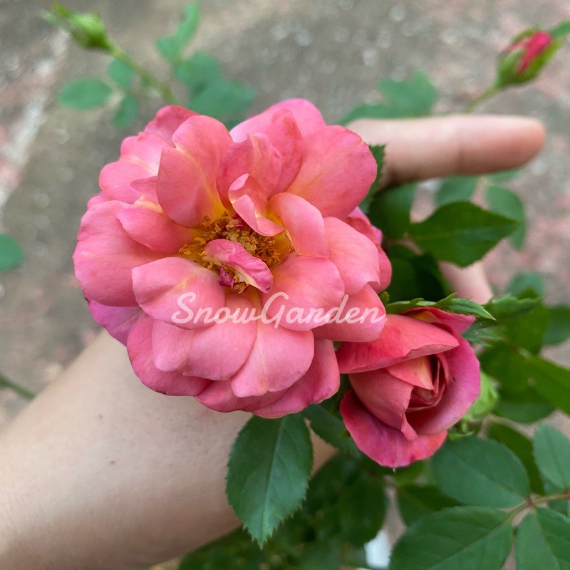 กุหลาบ Kaleidoscope สีพีชดอกสวย เลี้ยงง่าย ทรงพุ่ม