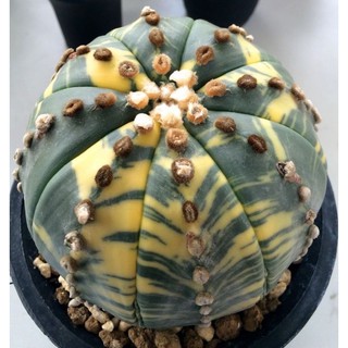 💛🖤Astrophytum cv.tiger 💛🖤 20เมล็ด .-129