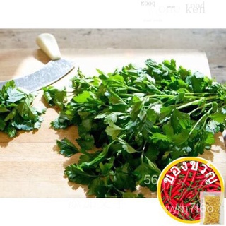 Guaranteed germination rate 250 LEISURE CILANTRO / CORIANDER Coriandrum Sativum Herb Vegetable Seedsเมล็ด/ผู้ชาย/สร้อยข้