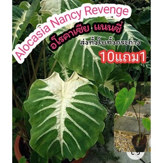 Alocasia Nancy Revenge  ต้นอโลคาเซีย แนนซี่  บอนสะสม  ต้นไม้ฟอกอากาศ  ไม้มงคล  ไม้ด่าง  บอนสี  ดิน กระถาง ปุ๋ย