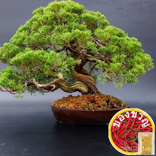 20pcs Rare Japanese White Pine Pinus Parviflora Tree Bonsai Seeds Home Plant生菜/裙子/园艺/头饰/文胸/seeds/玫瑰/男装/通心菜/母婴/ 1PNR