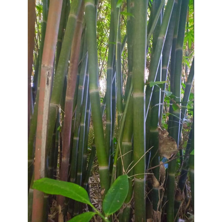 ไผ่เฮียะ ไผ่เฮี๊ยะ หรือไผ่เหียะ Dendrocalamus hamiltonii (กล้าเพาะเมล็ด) พร้อมส่ง