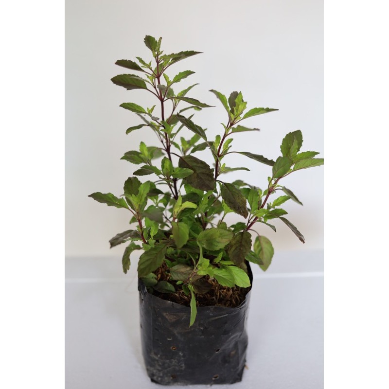 ต้นกระเพราขาว/กระเพราแดง ขั้นต่ำขอ2ต้นขึ้นไปคละกับผักอย่างอื่นได้ค่ะ