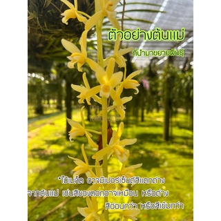 ‼️ขายดี กะเรกะร่อนเผือก กล้วยไม้ส่งเสริมบารมีให้แก่ผู้เลี้ยง 🌱