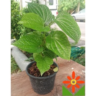 ต้นชพลู ต้นชะพลู ชพลู ชะพลู ในถุงดำพร้อมปลูก