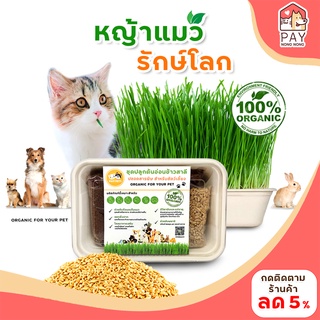 ซื้อ2ฟรี1(ฟรีชุดเล็ก) ชุดปลูกต้นอ่อนข้าวสาลี (เมล็ดแบ่งได้2รอบ) หญ้าแมวรักษ์โลก  หญ้าหมา หญ้าแมว หญ้ากระต่าย หญ้ากระรอก