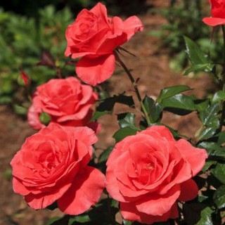 เมล็ดพันธุ์ กุหลาบพวง Floribunda Rose Seeds สีส้ม ดอกหอม นำเข้าจากต่างประเทศ 30 เมล็ด