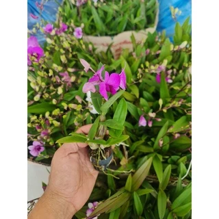 กล้วยไม้หวายแคระ🥰 🌸🌸 ต้นเปล่า กระถาง 1นิ้ว มีดอกทุกต้นนะคะ#ต้นสวยเกรดA งานส่งนอก🔥🔥