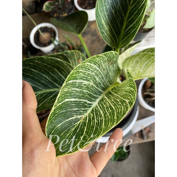 ⭐️new⭐️ฟิโลเบอร์กิ้น🪴ฟิโลเดนดรอน เบอร์กิ้น (Philodendron birkin)🪴กระถาง 5 นิ้ว🪴ฟอร์มสวยมาก☘️💸ราคาถูกสุดๆ💸สินค้าพร้อมส่ง🚗