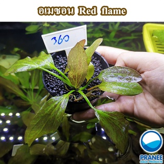 ต้นไม้น้ำ " อะเมซอน Red flame " (360)