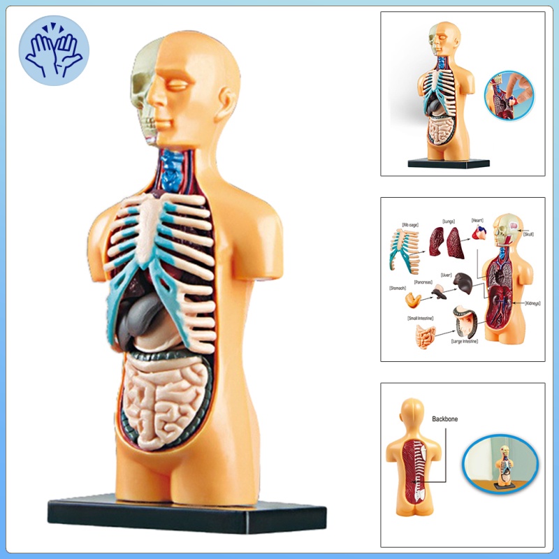 human body muscle diagram for kids