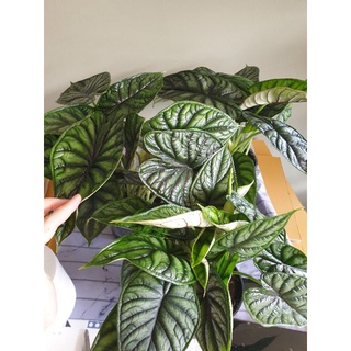 Alocasia dragon scale มี3-4ต้นทุกกระถาง