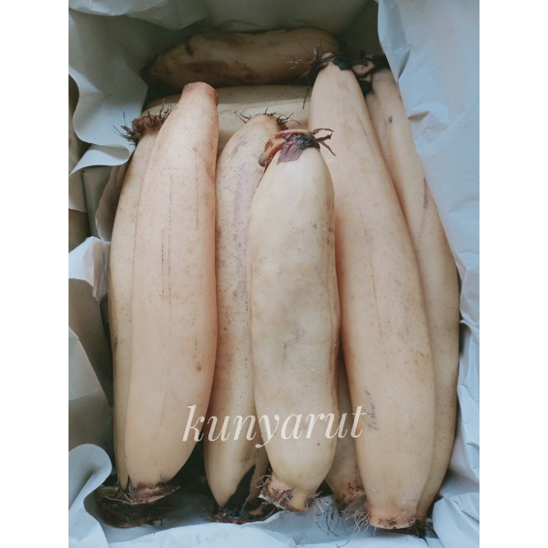 รากบัวสด ใหม่ๆๆ กิโลละ 130 บาท