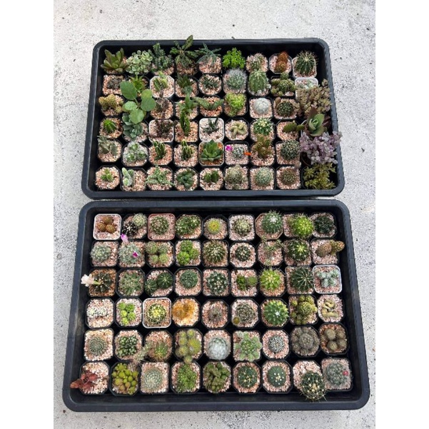 กล่องสุ่มแคคตัส​ กล่องละ100​บาท​ (5-6กระถาง) ไม่ซ้ำแบบ