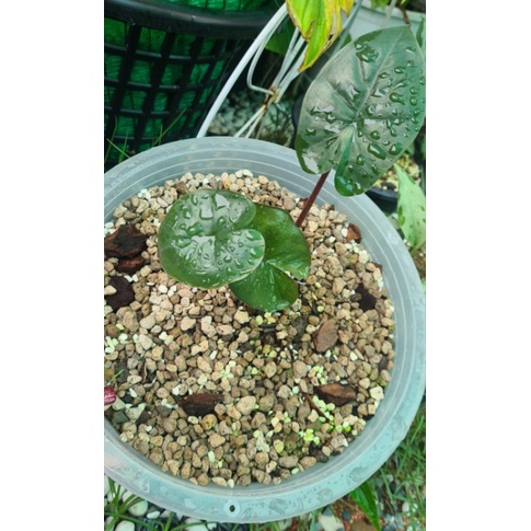 Alocasia Yucatan Princess