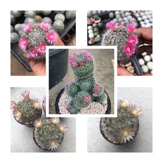 แมมขนแมว แมมแมวเหมียว (Mammillaria Bocasana) กระบองเพชร แคคตัส