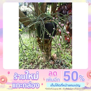 ริพซาลิส ไข่มุก ขาว ชมพู Rhipsalis quellebambensis Johns. nomen nudum กระถาง 6 นิ้วพร้อมลวดแขวน