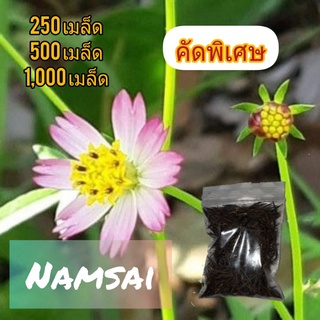 เมล็ดดอกดาวกระจายป่าสีชมพู (ผักสร้อยม่วง)1,000+เมล็ด 100฿