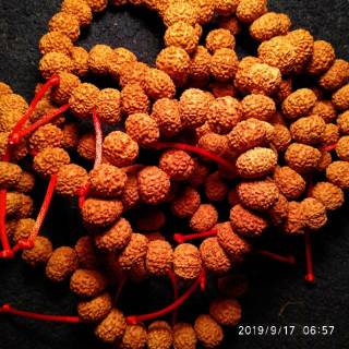 Rudraksha mix mukhi สร้อยข้อมือ 7,8,9