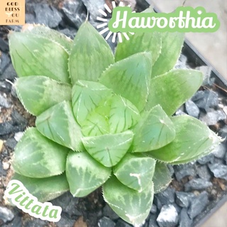 [ฮาโวเทียวิตตาต้า] Haworthia Vittata ส่งพร้อมกระถาง แคคตัส Cactus Succulent Haworthia Euphorbia ไม้หายาก พืชอวบน้ำ