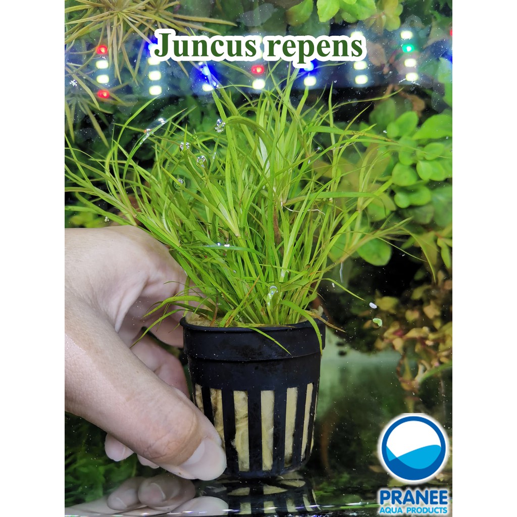 Juncus repens พร้อมปลูก (ต้นไม้น้ำ) ต้นไม้น้ำ ต้นไม้น้ำตกแต่งตู้ปลา ***กรุณาอ่านรายละเอียดก่อนสั่งซื้อ***